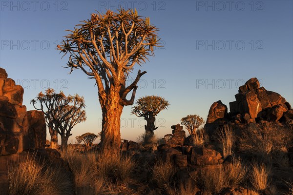 Quiver trees (Aloe dichotoma)