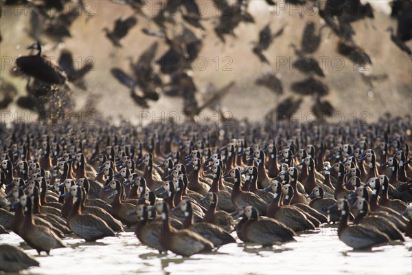 Flock of White-faced Whistling Ducks (Dendrocygna viduata)