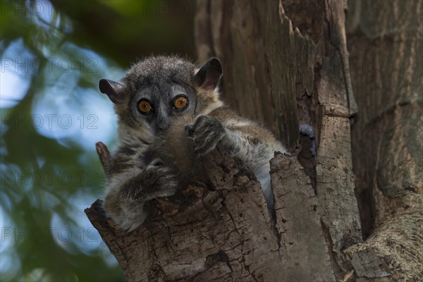 White-footed Sportive Lemur (Lepilemur leucopus)