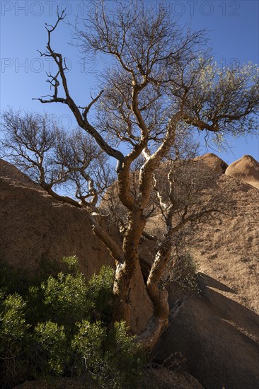 Blue-leaved corkwood (Commiphora glaucescens)