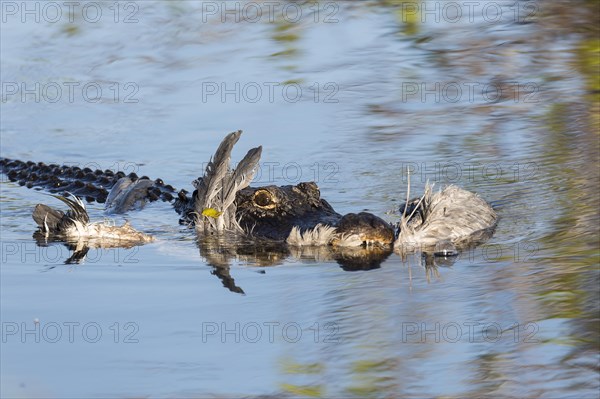 American alligator (Alligator mississippiensis) with a grey heron (Ardea cinerea) in its mouth