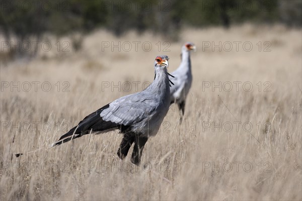 Secretarybird (Sagittarius serpentarius)