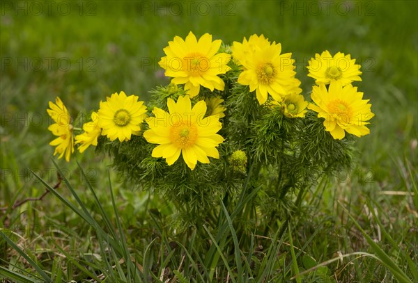 Spring Pheasant's Eye (Adonis vernalis)