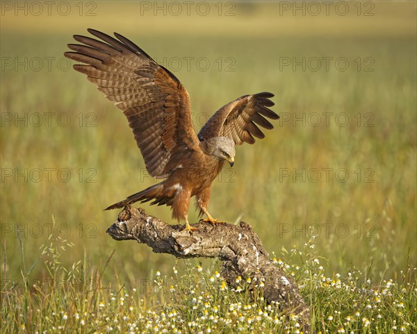 Black kite (Milvus migrans)