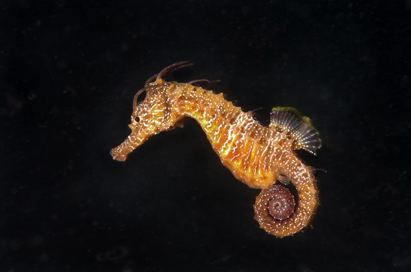 Short-snouted Seahorse (Hippocampus hippocampus)