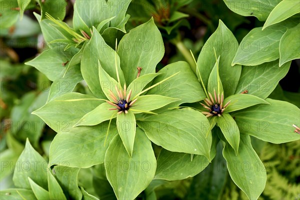 Ysander (Pachysandra)