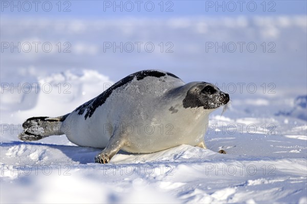 Harp Seal or Saddleback Seal (Pagophilus groenlandicus