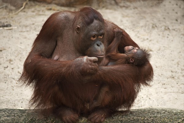 Orangutan (Pongo pygmaeus)