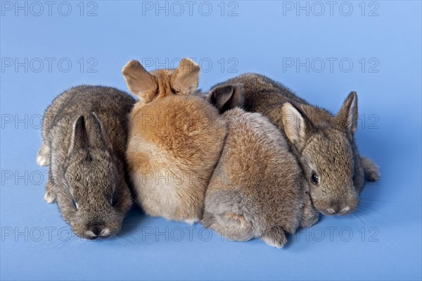 Four Domestic Rabbits (Oryctolagus cuniculus forma domestica)