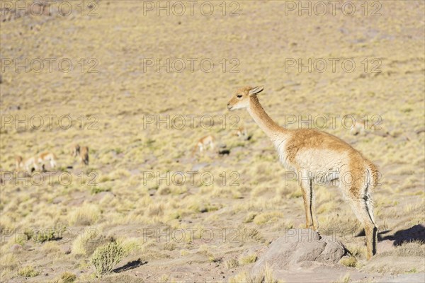 Vicuna (Vicugna vicugna) in the highland