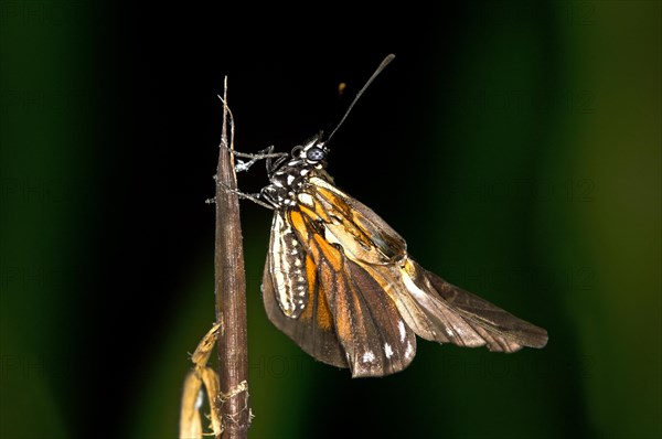 Newly hatched butterfly of a Heliconius species