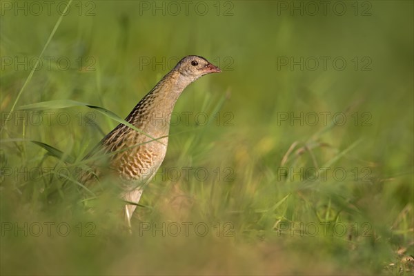 Corncrake (Crex crex)