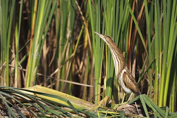 Little Bittern (Ixobrychus minutus)