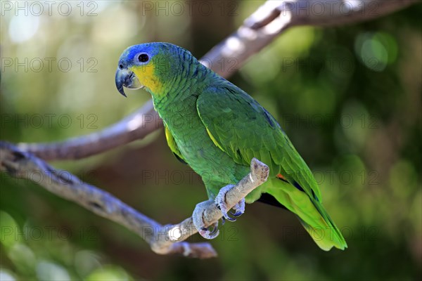 Orange-winged Amazon (Amazona amazonica)