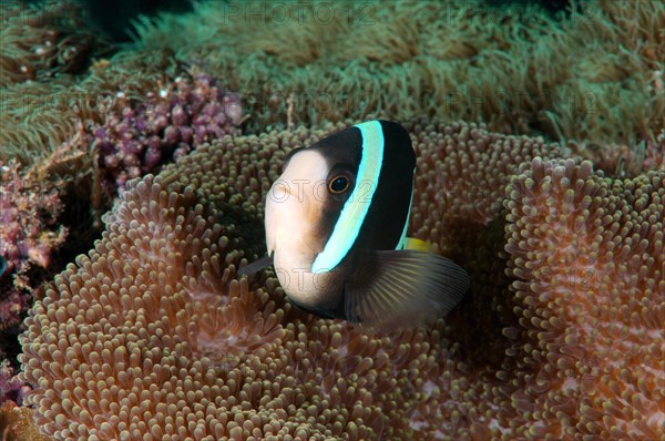 Sebae Anemonefish (Amphiprion sebae)