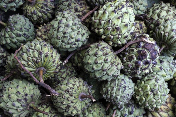 Custard apples (Annona squamosa)