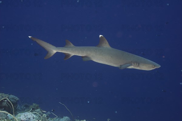 Whitetip reef shark (Triaenodon obesus)