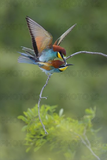 European Bee-eaters (Merops apiaster)