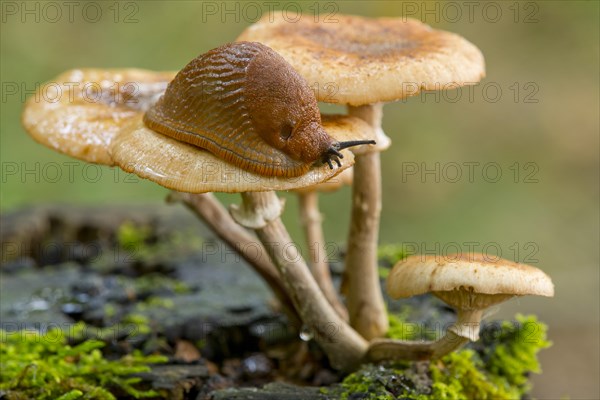 Spanish Slug (Arion vulgaris) on a Dark Honey Fungus (Armillaria ostoyae)