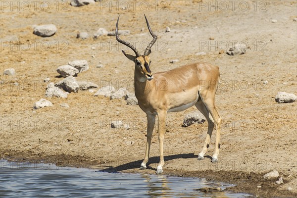 Black-faced Impala (Aepyceros melampus petersi)