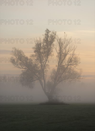 Solitary Crack Willow or Brittle Willow (Salix fragilis)