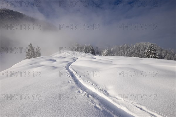 Tracks in the snow