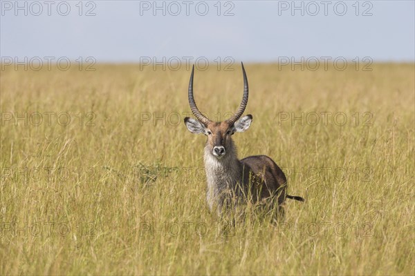 Defassa Waterbuck (Kobus ellipsiprymnus defassa)