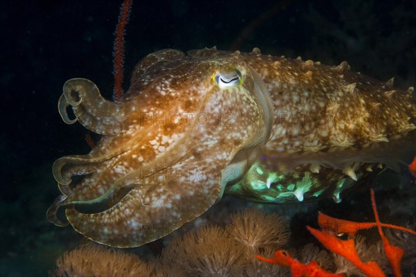 Broadclub Cuttlefish (Sepia latimanus)