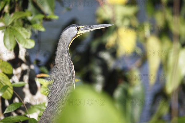 Tiger Heron (Tigrisoma sp.)