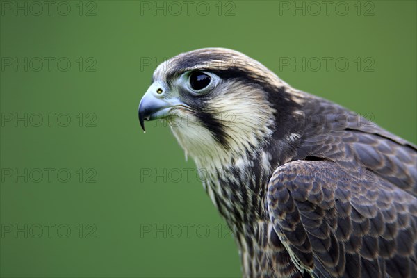 Lanner Falcon (Falco biarmicus)