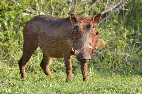 Desert warthog (Phacochoerus aethiopicus)