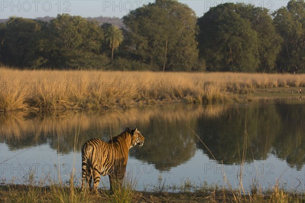 Wild tiger (Panthera tigris) standing at the edge of a lake by the forest in Ranthambore National Park