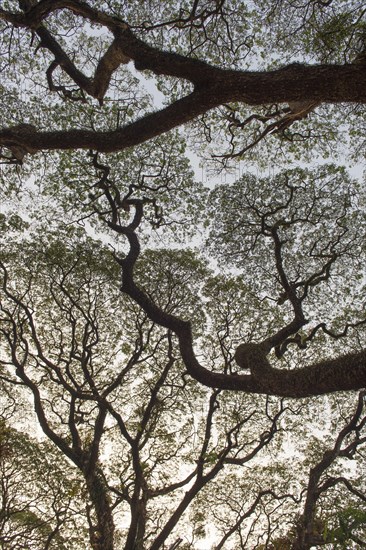 Raintree (Samanea saman)