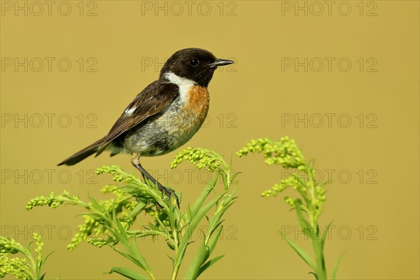 European stonechat (Saxicola rubicola)