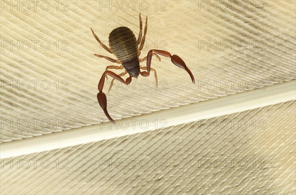 Pseudoscorpion (Chelifer cancroides) runs over a spring of the Long-eared owl