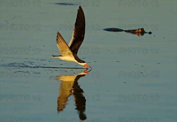 Black Skimmer (Rynchops niger) in flight fishing