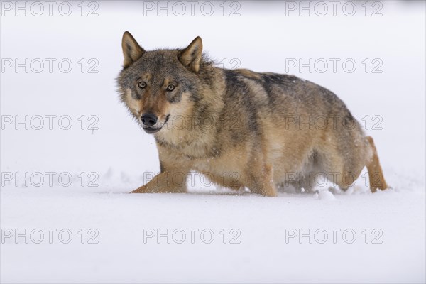 Gray wolf (Canis lupus)