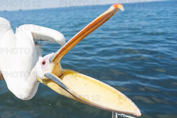 Great White Pelican (Pelecanus onocrotalus) with opened beak