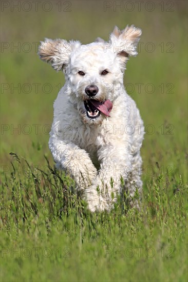 Labradoodle