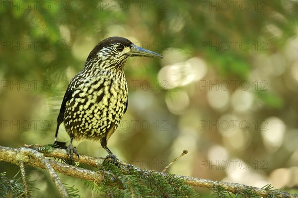 Nutcracker (Nucifraga caryocatactes)