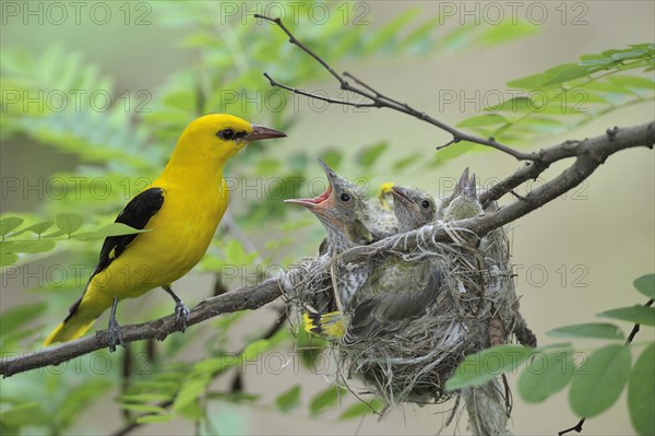 Golden Orioles (Oriolus oriolus)