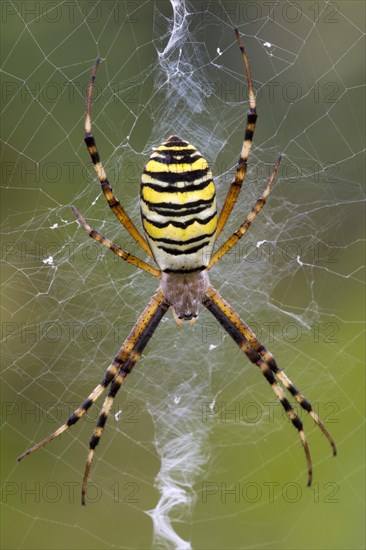 Orb-weaving Spider (Argiope bruennichi)