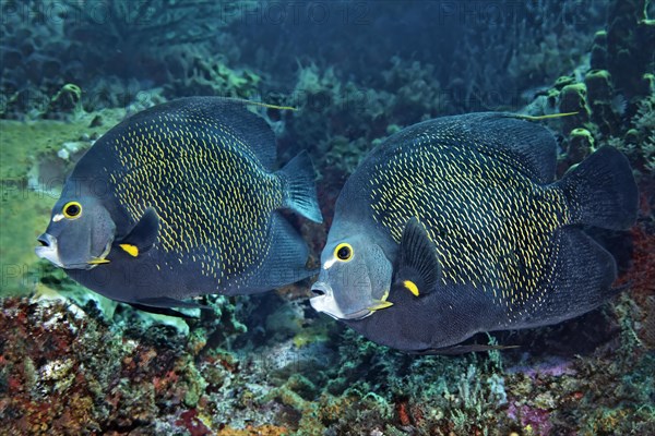 Two French Angelfishes (Pomacanthus paru) above coral reef