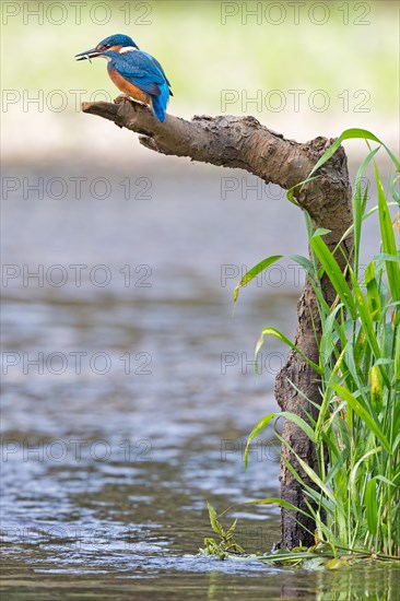 Kingfisher (Alcedo atthis)