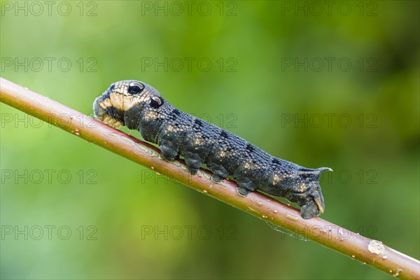 Elephant Hawk-moth (Deilephila elpenor)