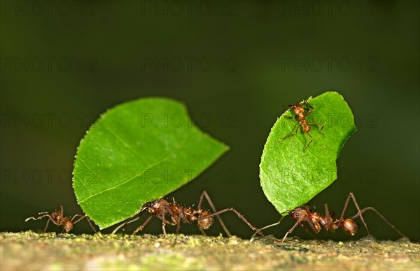 Workers of Leafcutter Ants (Atta cephalotes) carrying leaf pieces into their nest