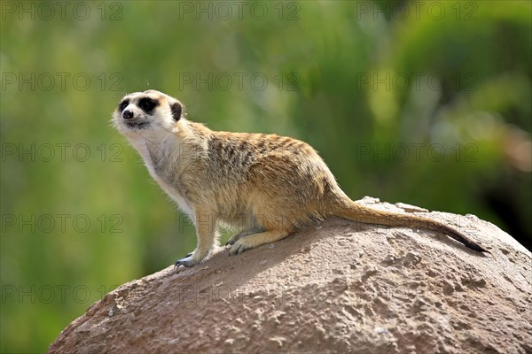 Meerkat (Suricata suricatta)