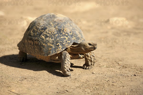 Leopard Tortoise (Testudo pardalis)