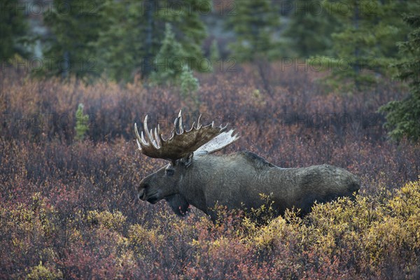 Moose (Alces alces)