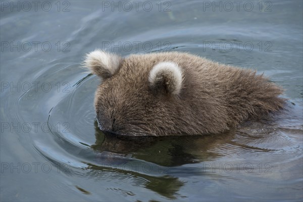 Brown Bear (Ursus arctos)